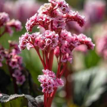 Bergenia Edens Magic Giant - Elephant's Ears