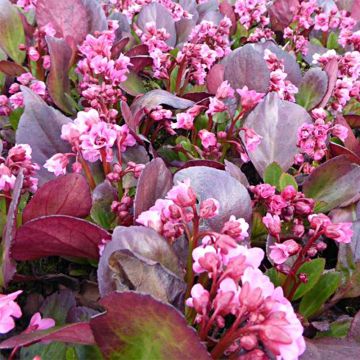 Bergenia Flirt - Elephant's Ears