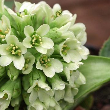 Bergenia Ice Queen - Elephant's Ears