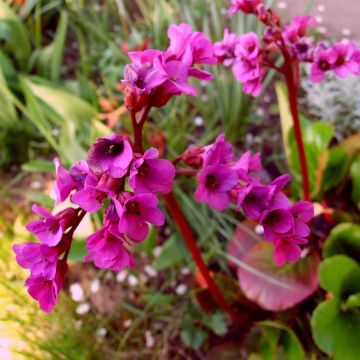 Bergenia Ouvertüre - Elephant's Ears