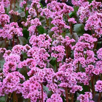 Bergenia Spring Fling - Elephant's Ears