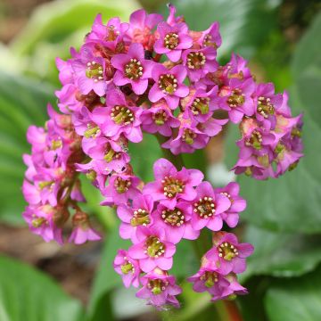 Bergenia cordifolia - Elephant's Ears