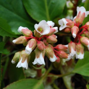 Bergenia cordifolia Silberlicht - Elephant's Ears