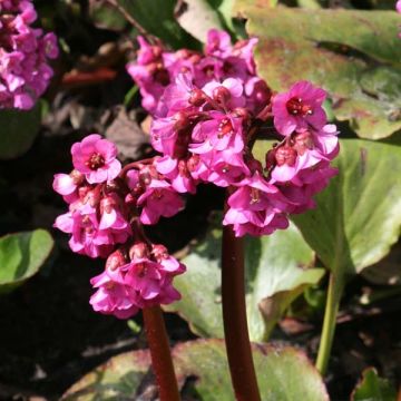 Bergenia Hybride Abendglut