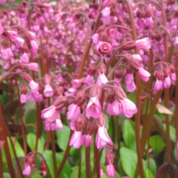 Bergenia Wintermarchen - Elephant's Ears