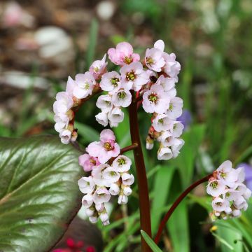 Bergenia x schmidtii - Elephant's Ears