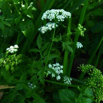 Berula erecta