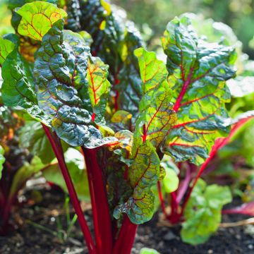 Swiss Chard Fantasy