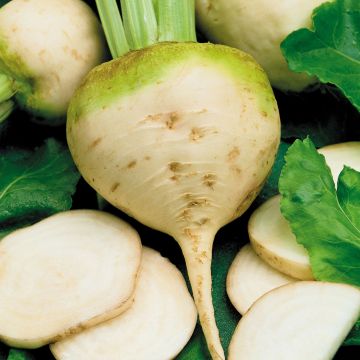 Albina Vereduna White Beetroot - La Ferme de Sainte-Marthe