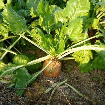 Fodder Beet or Mangelwurzel Vauriac Yellow Giant