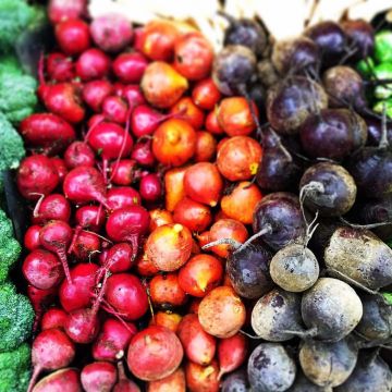 Rainbow Beet Beetroot - Beta vulgaris