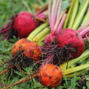 Boldor Red Beetroot - Beta vulgaris