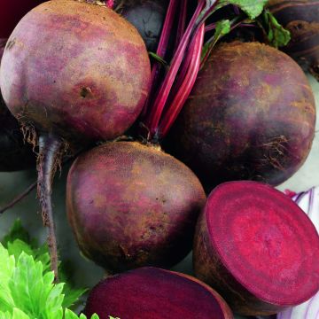 Boltardy Red Beetroot - Beta vulgaris