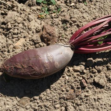 Beetroot Covent Garden - Ferme de Sainte Marthe Seeds