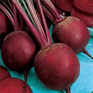 Beetroot Globe 5 Loki - Beta vulgaris