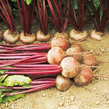 Moneta Red Beetroot - Beta vulgaris