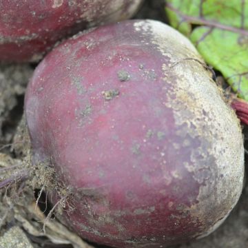 Wodan F1 Red Beetroot - Beta vulgaris