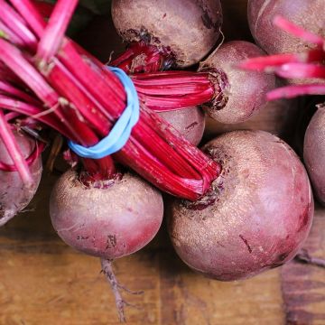 Beetroot Detroit Globe 2 - Vilmorin seeds