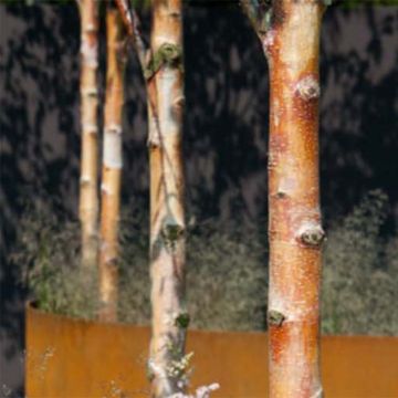 Betula albosinensis Fascination