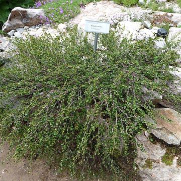 Betula nana - Dwarf Birch