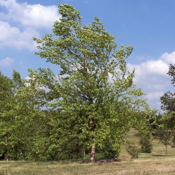 Betula nigra - Birch