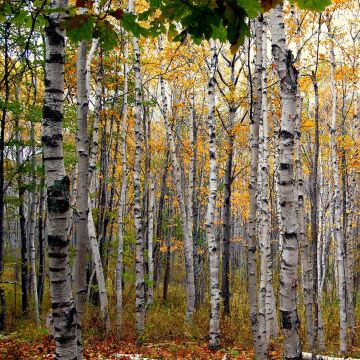 Betula papyrifera - Bouleau à papier