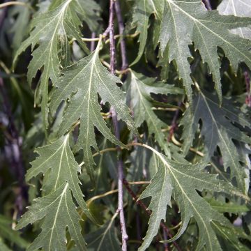 Betula pendula Crispa - Bouleau pleureur