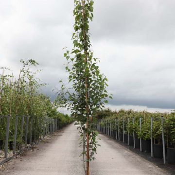 Betula pendula Fastigiata - Birch