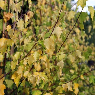 Betula pendula Golden Cloud - Bouleau blanc à feuillage doré