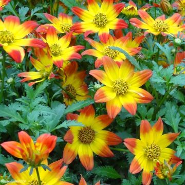 Bidens Beedance Painted Red