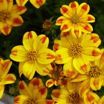 Bidens Beedance Painted Yellow - Beggarticks