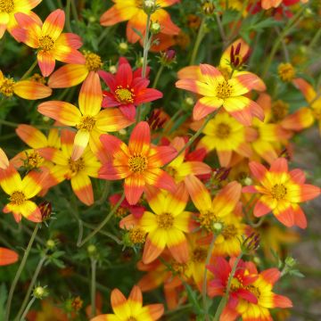 Bidens Campfire Fireburst - Bidens orange