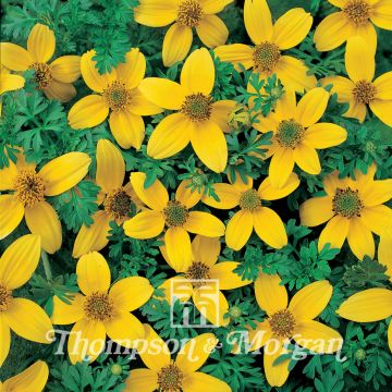 Bidens ferulifolia Golden Eye seeds