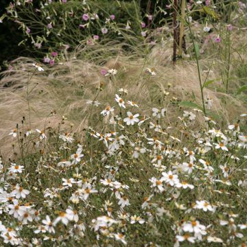 Bidens Pirate's Pearl - Bidens blanc