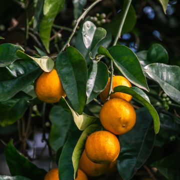 Citrus aurantium Bouquet de Fleur - Bitter orange