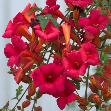 Campsis x tagliabuana Summer Jazz Fire