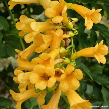 Campsis Orangeade - Trumpet Vine