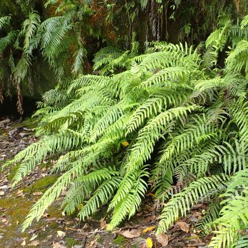 Blechnum novae-zelandiae - Blechne de Nouvelle-Zélande