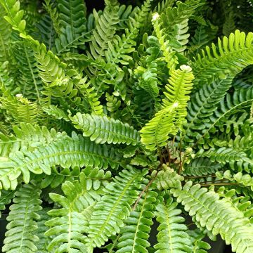 Blechnum spicant - Hard Fern