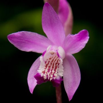 Bletilla striata Rose - Chinese Ground Orchid