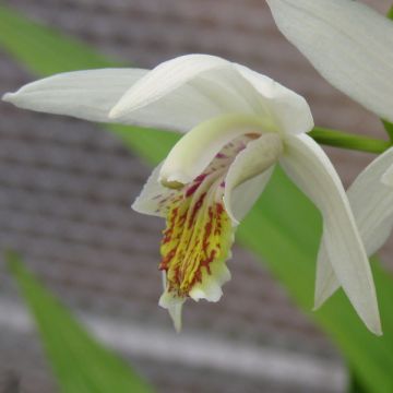 Bletilla striata alba - Chinese Ground Orchid
