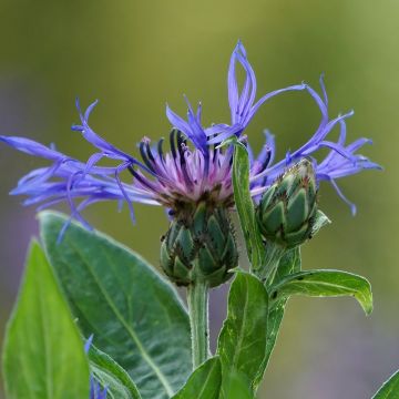 Centaurea montana