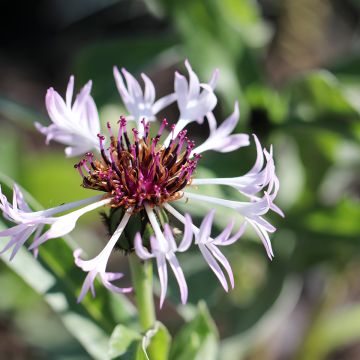 Centaurea montana Amethyst in Snow