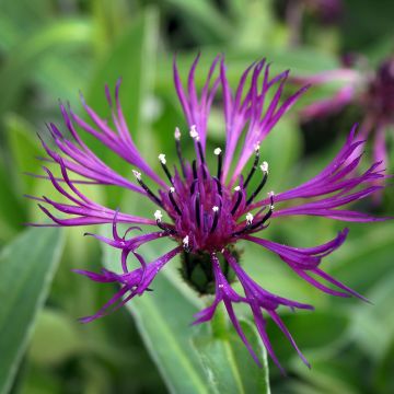 Centaurea montana Amethyst Dream