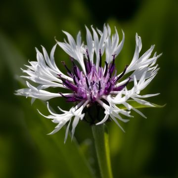 Centaurea montana Purple Heart