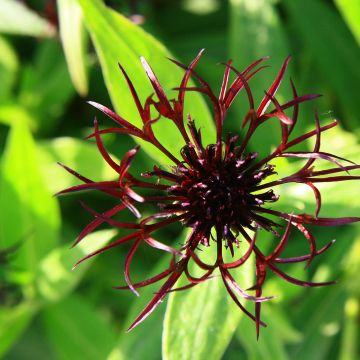 Centaurea montana Black Sprite