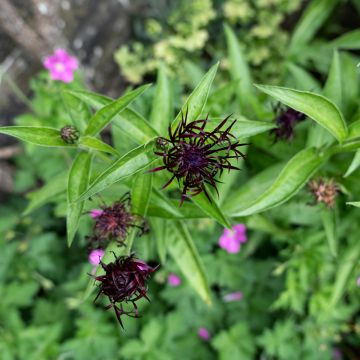 Centaurea montana Jordy