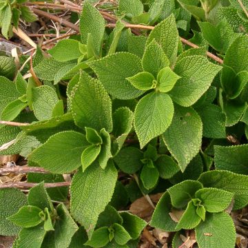 Boehmeria biloba - False Nettle