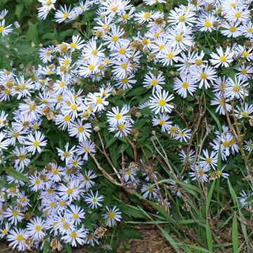 Boltonia asteroides Snowbank