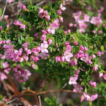 Boronia crenulata Shark Bay - Boronie à feuilles crénelées